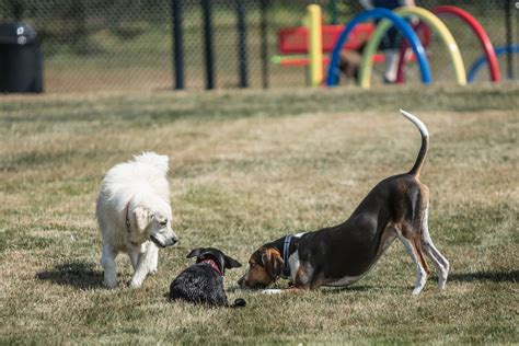 Happy Hounds & Cooler Cats